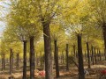 组图：金叶榆15-18公分 (1图)